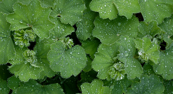 Grüntee und Alchemilla