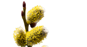 Pollen-Alarm in der Perimenopause